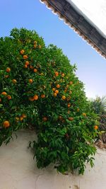 Orange tree against sky