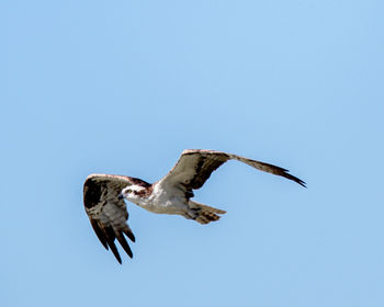 Low angle view of eagle flying against clear blue sky