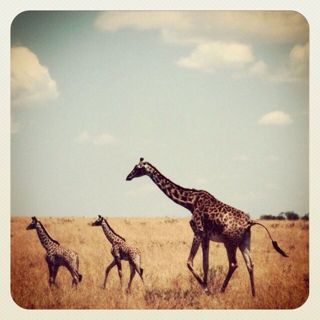 animal themes, transfer print, animals in the wild, sky, auto post production filter, wildlife, one animal, flying, cloud - sky, nature, spread wings, beauty in nature, full length, cloud, day, tranquility, outdoors, tranquil scene, low angle view, no people