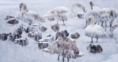 The mute swan cygnus olor, during the snowfall on soderica lake, croatia