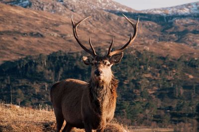 Stag standing in a field