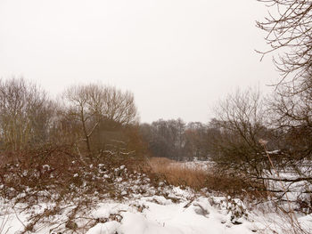 Bare trees on field against clear sky during winter