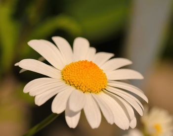 Close-up of white daisy flower