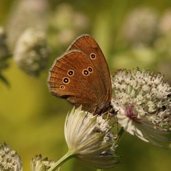 Close-up of butterfly pollinating on flower