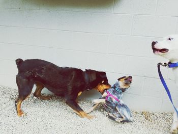 Dog with dogs on floor