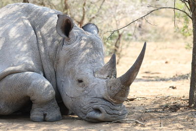 rhinoceros