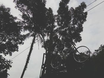 Low angle view of silhouette tree by plants against sky