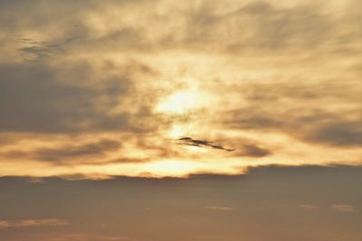 Bird flying in sky