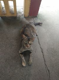 High angle view portrait of tabby cat sitting on floor