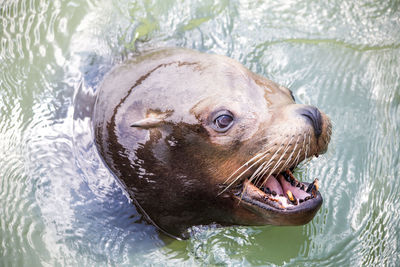 Close-up portrait of a dog in water