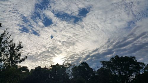 Low angle view of trees against sky