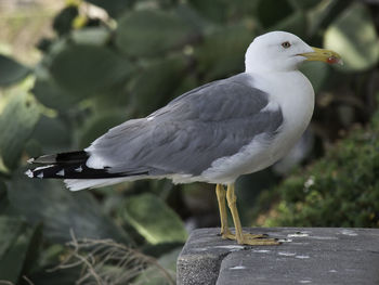 Close-up of seagull perching on wooden post
