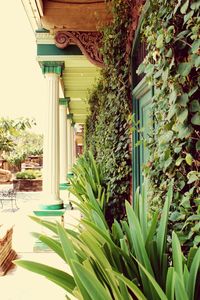 Close-up of plants against building