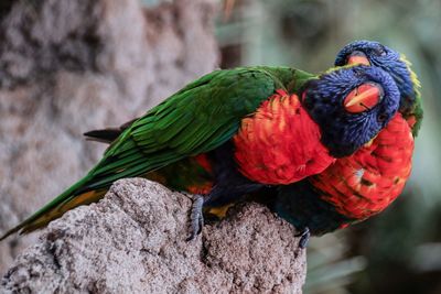 Close-up of parrot perching on branch