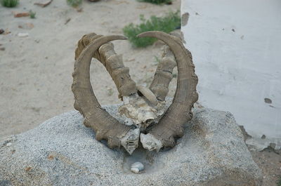 High angle view of horse on beach