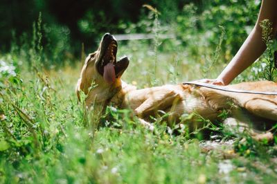 Dog playing in grass