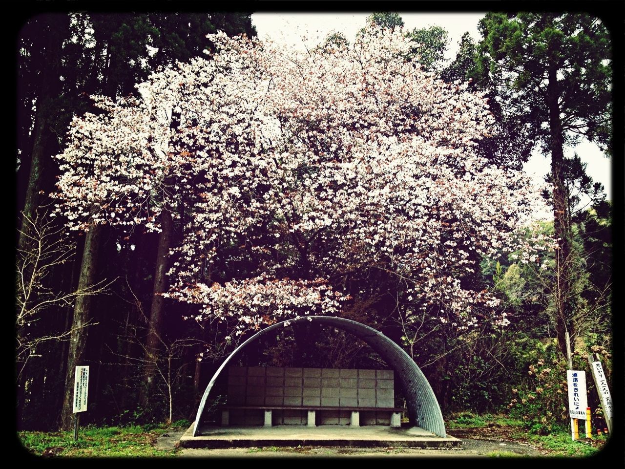 桜とバス停