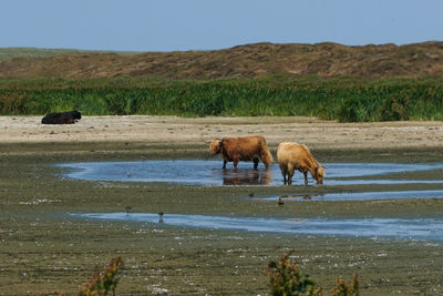 Horses in the lake