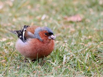 Close-up of bird perching on grass