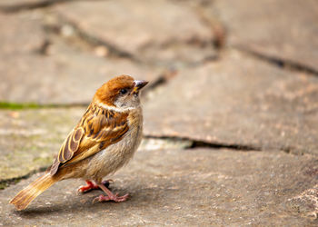 Close-up of bird perching outdoors