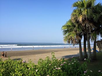 Palm trees on beach