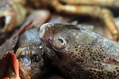 Close-up of fish