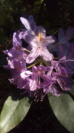 Close-up of purple flowering plant