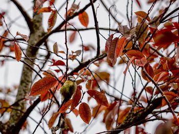 Close-up of orange leaves on tree during winter