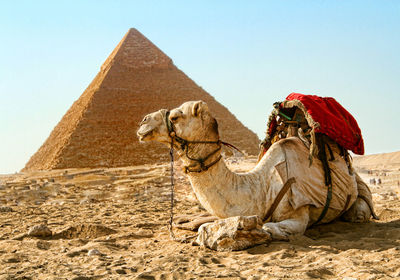 View of a horse in desert