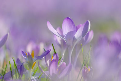 Close-up of purple crocus flowers