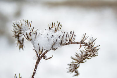 Close-up of frozen plant