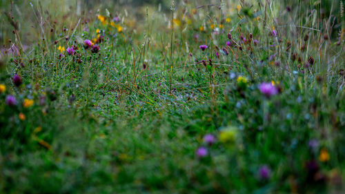 Close-up of purple crocus flowers on field