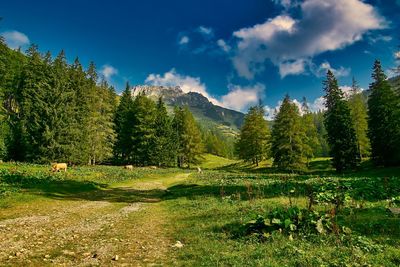 Trees growing on field against sky