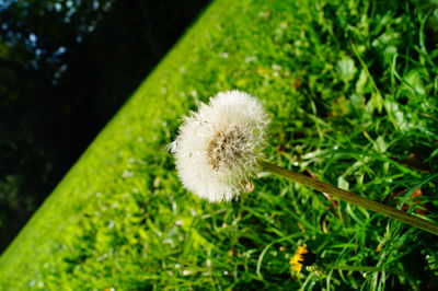 Close-up of dandelion