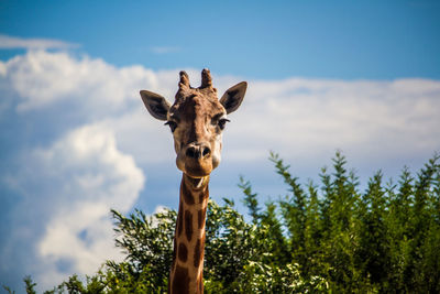 Low angle view of giraffe by tree against sky