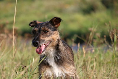 Close-up of dog on grassy field