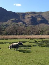 Sheep in a field