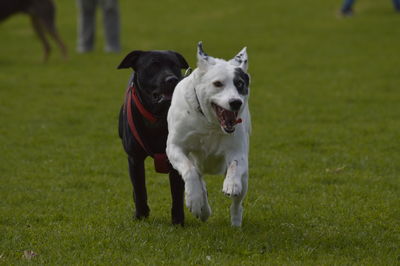 Dogs running on grassy field