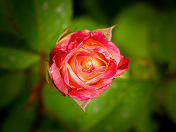 Close-up of red rose