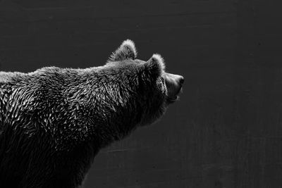Close-up of horse in zoo