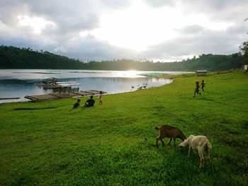 Horses grazing in a field