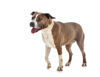 Portrait of a dog over white background