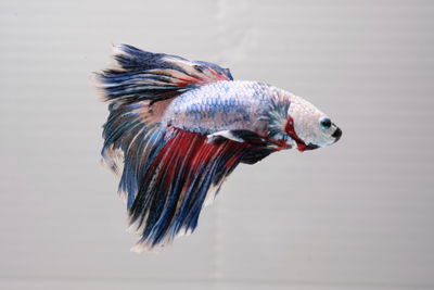 Close-up of fish underwater