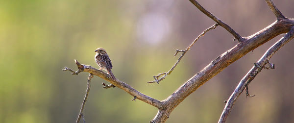 Close-up of bird perching on twig