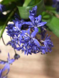 Close-up of purple flowers