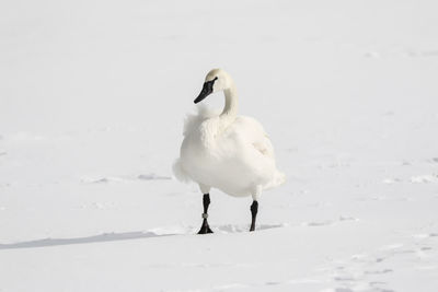 White bird on snow covered land