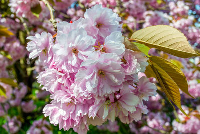 Close-up of pink flowers blooming outdoors