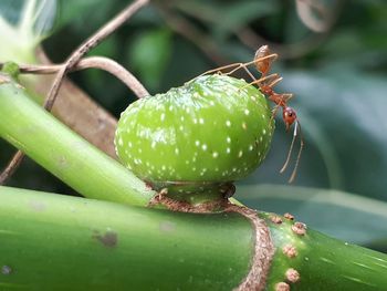 Close-up of insect on plant