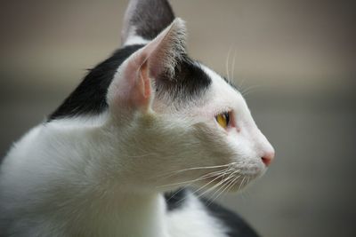 Close-up of cat looking away