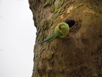 Low angle view of parrot perching on tree trunk against sky